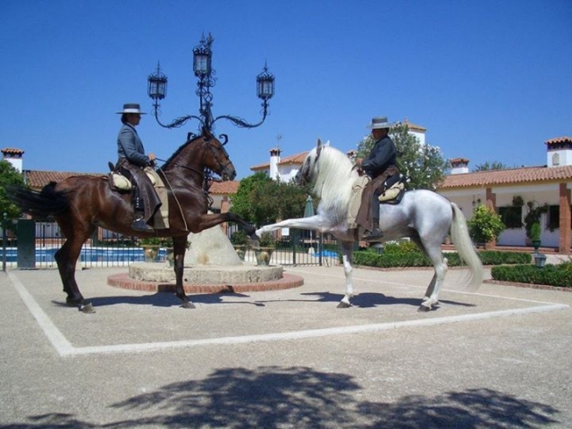 espectaculo con los caballos